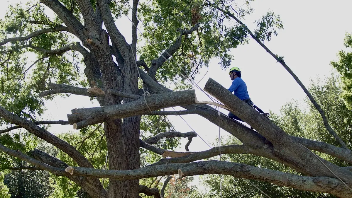 Professional Crown Thinning performed by certified arborists in Halfway